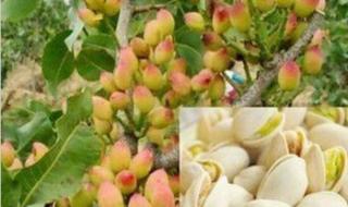 开心果果树长什么样 开心果果树长什么样