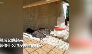 公鸡打鸣打到缺氧昏倒 公鸡打鸣打到缺氧昏倒